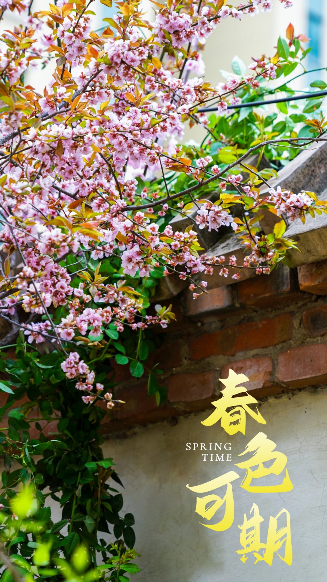 繁花似錦綻校園，核檢護(hù)航保平安