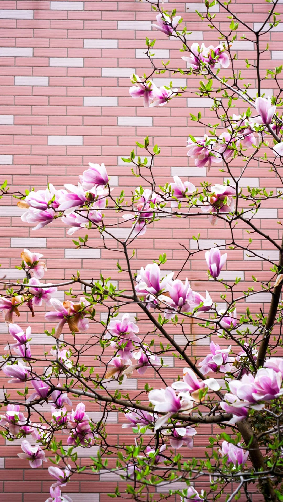 繁花似錦綻校園，核檢護(hù)航保平安