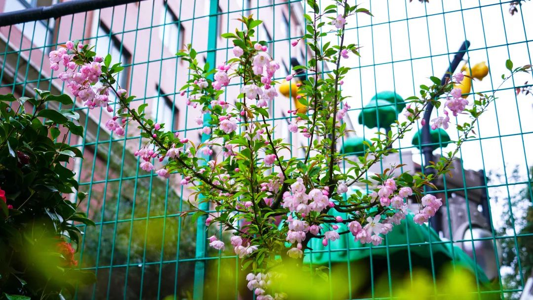 繁花似錦綻校園，核檢護(hù)航保平安