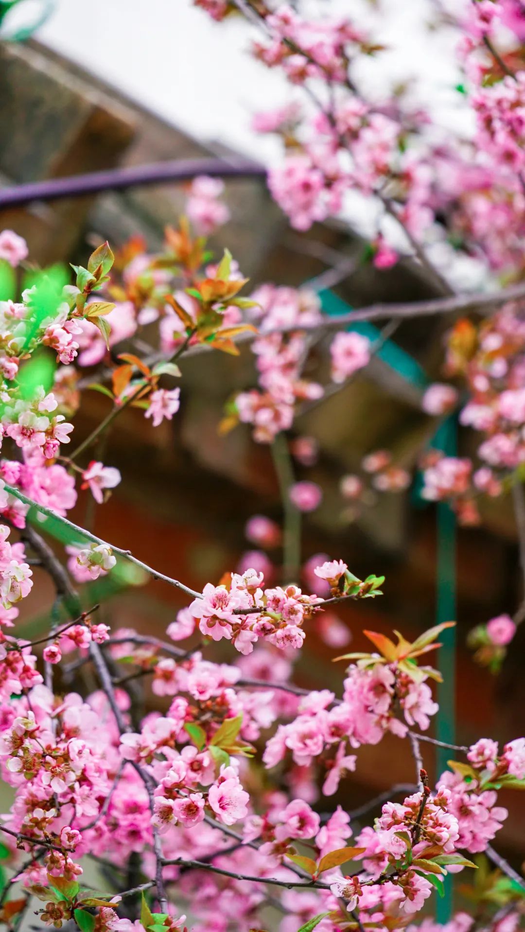 繁花似錦綻校園，核檢護(hù)航保平安